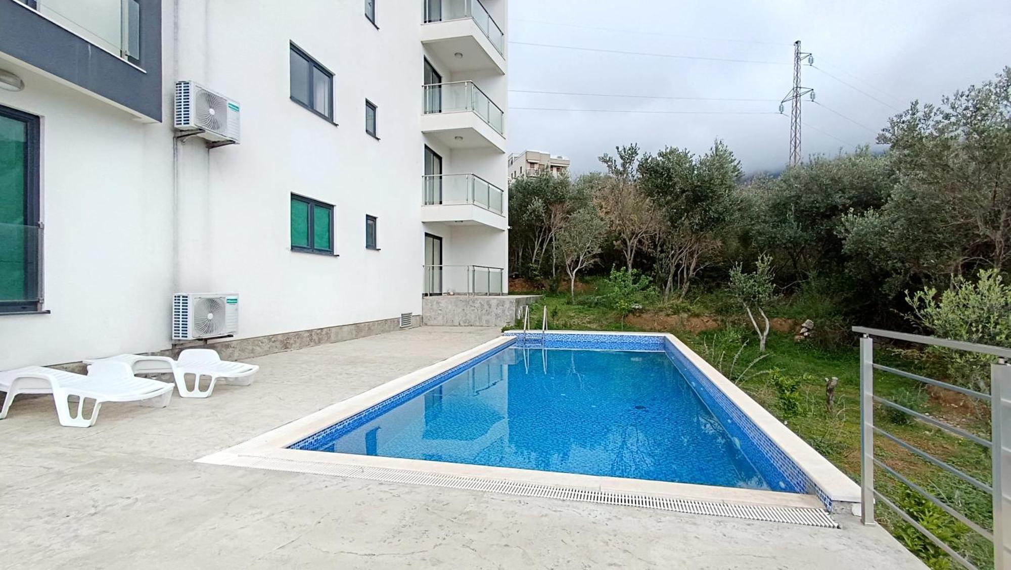Olive Tree 10